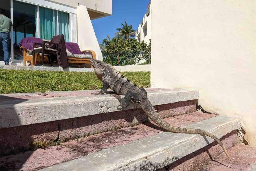 Cancun Oceanfront, Entire Apartment 외부 사진